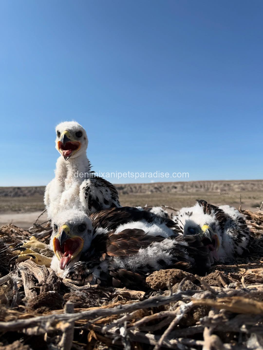 Ferruginous Hwak Available for adoption 8 Ferruginous Hwak Available for adoption - Image 8