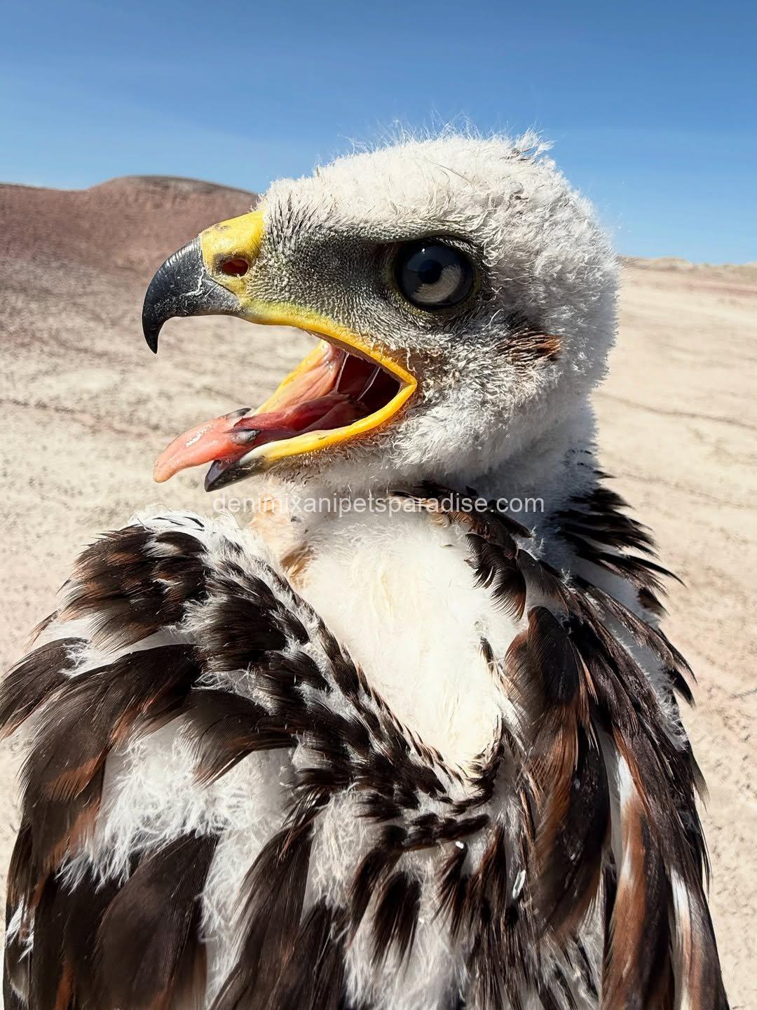 Ferruginous Hwak Available for adoption 6 Ferruginous Hwak Available for adoption - Image 6