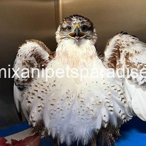 Ferruginous Hwak Available for adoption