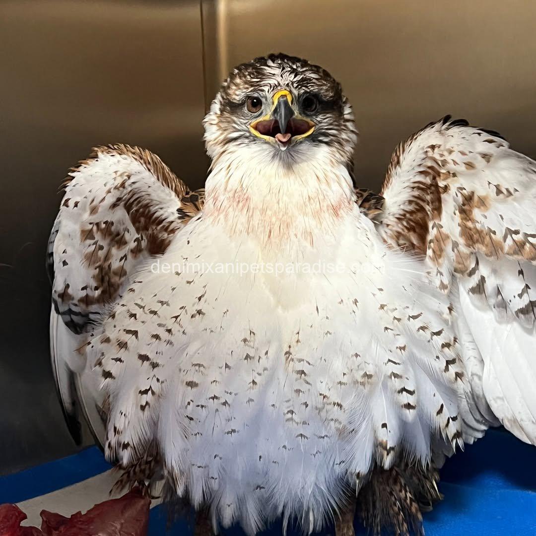 Ferruginous Hwak Available for adoption 1 Ferruginous Hwak Available for adoption