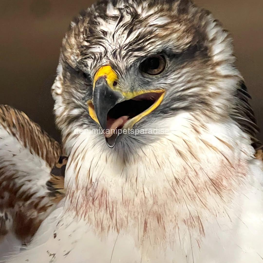 Ferruginous Hwak Available for adoption 2 Ferruginous Hwak Available for adoption - Image 2