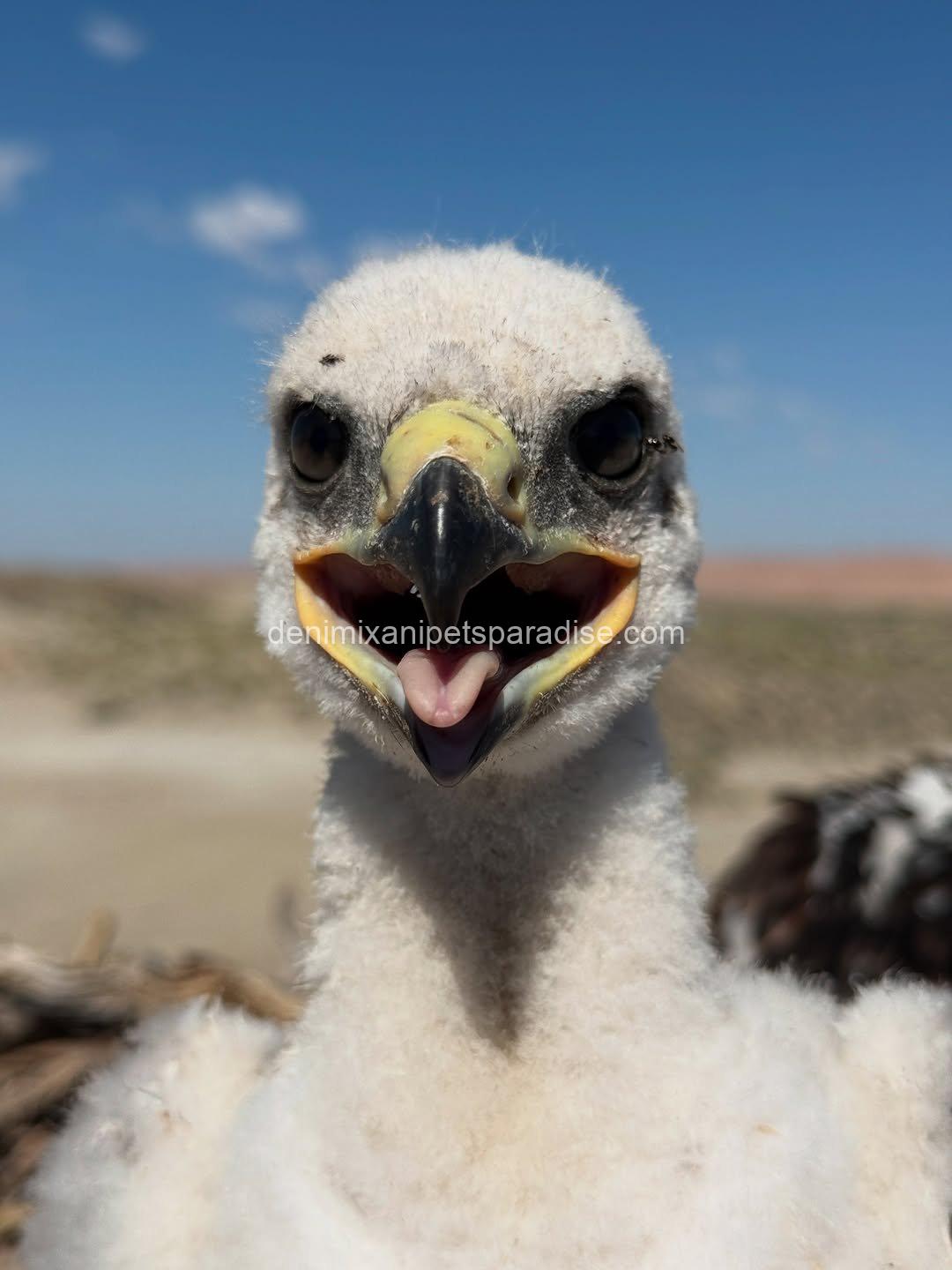 Ferruginous Hwak Available for adoption 5 Ferruginous Hwak Available for adoption - Image 5