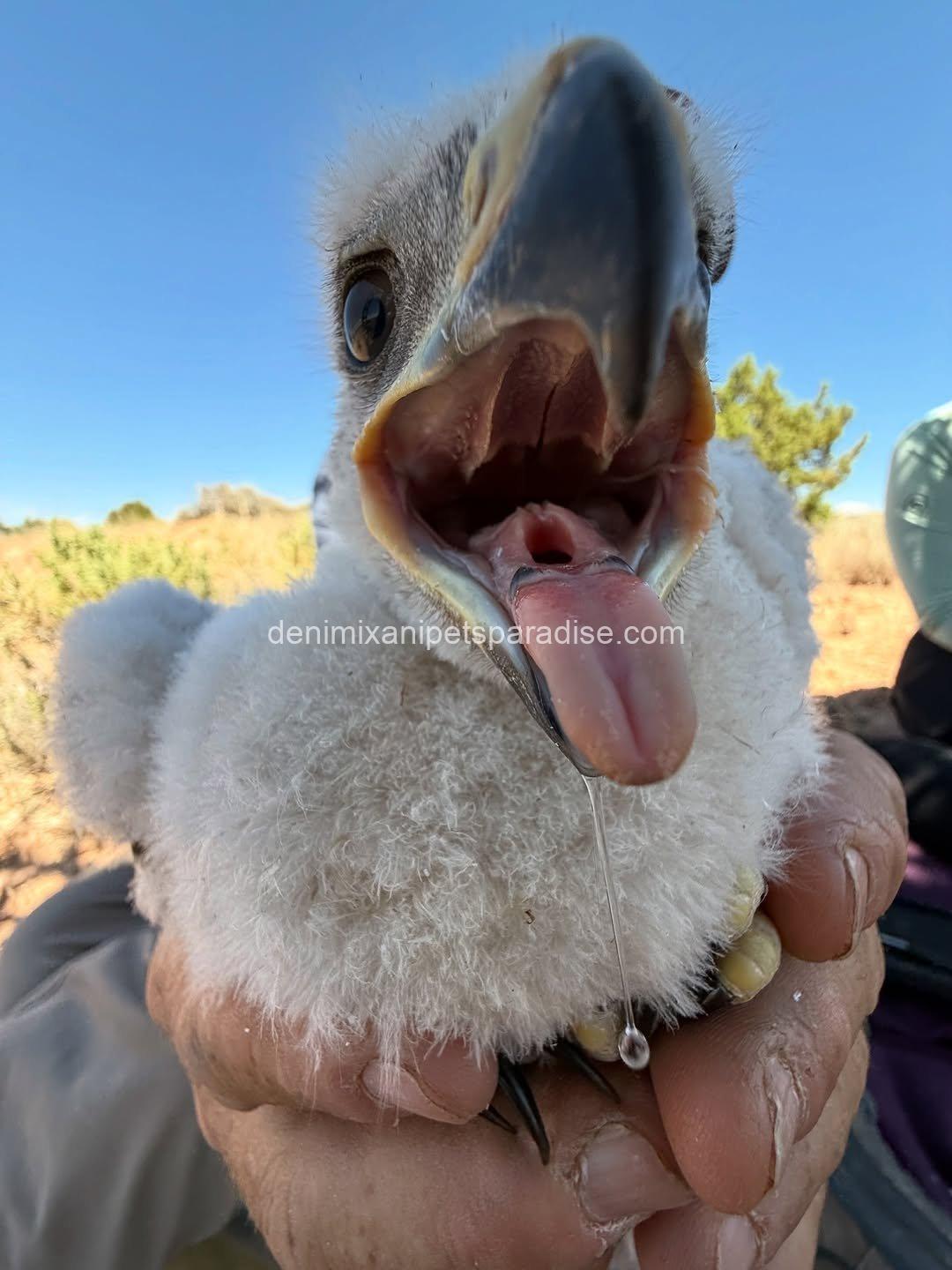 Ferruginous Hwak Available for adoption 3 Ferruginous Hwak Available for adoption - Image 3