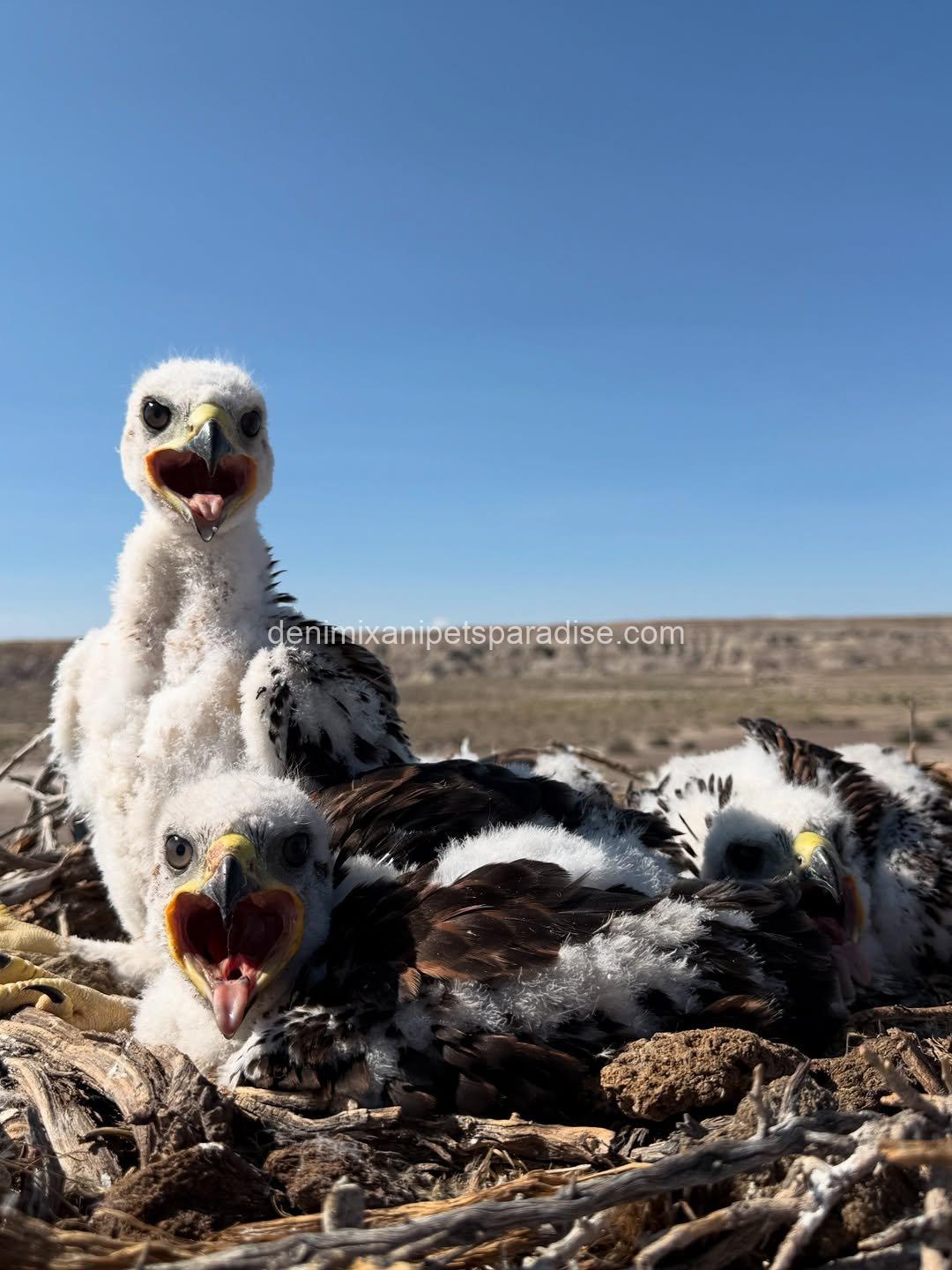 Ferruginous Hwak Available for adoption 7 Ferruginous Hwak Available for adoption - Image 7