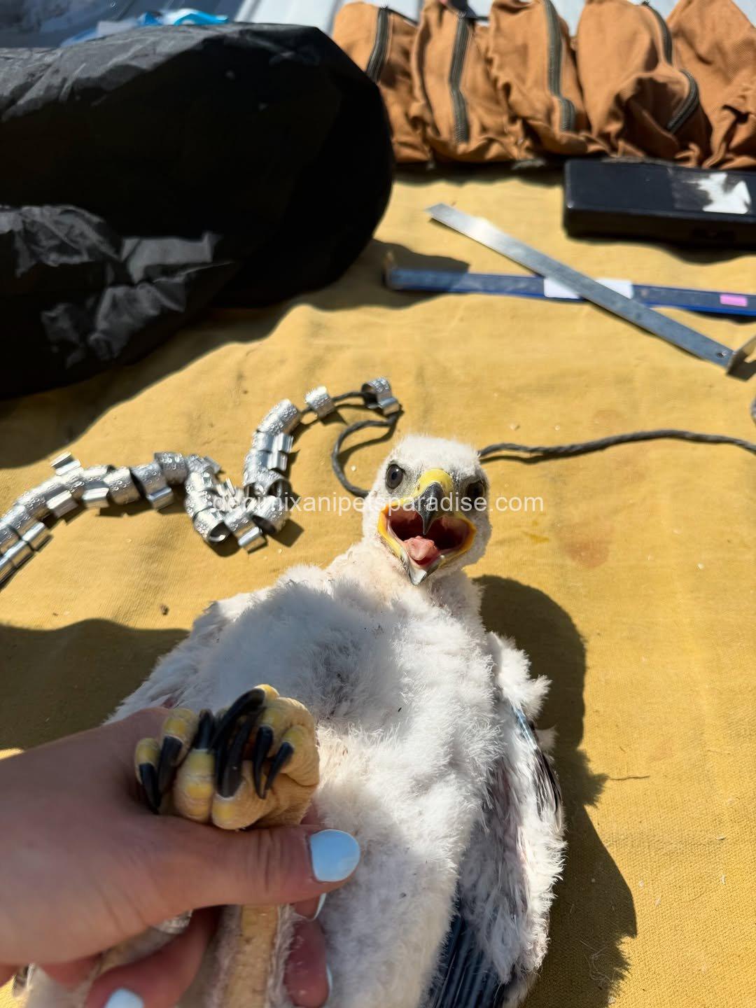 Ferruginous Hwak Available for adoption 4 Ferruginous Hwak Available for adoption - Image 4