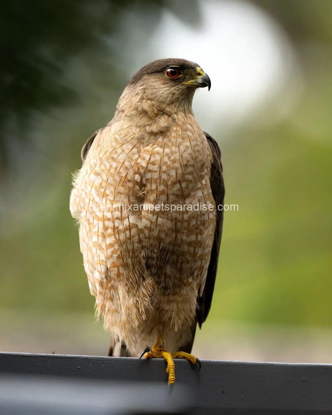 Beautiful Cooper Hawk Available 3 Beautiful Cooper Hawk Available - Image 3