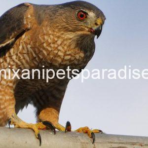 Beautiful Cooper Hawk Available
