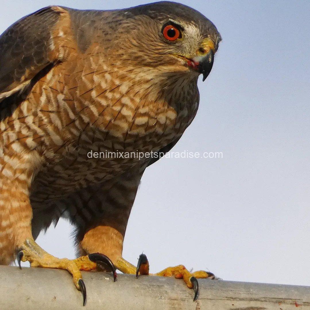 Available Cooper Hawk 4 Available Cooper Hawk - Image 4