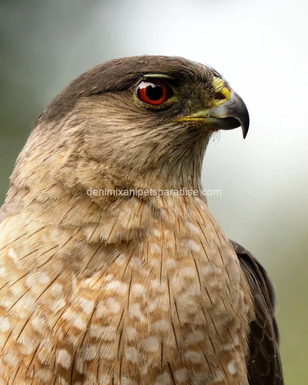 Beautiful Cooper Hawk Available 2 Beautiful Cooper Hawk Available - Image 2