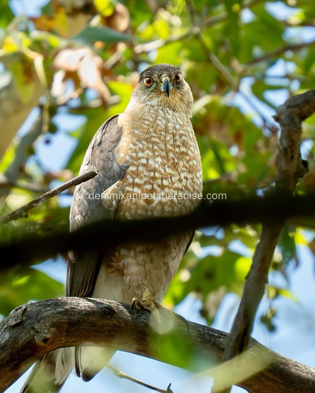 Beautiful Cooper Hawk Available 4 Beautiful Cooper Hawk Available - Image 4