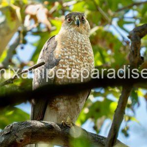 Available Cooper Hawk