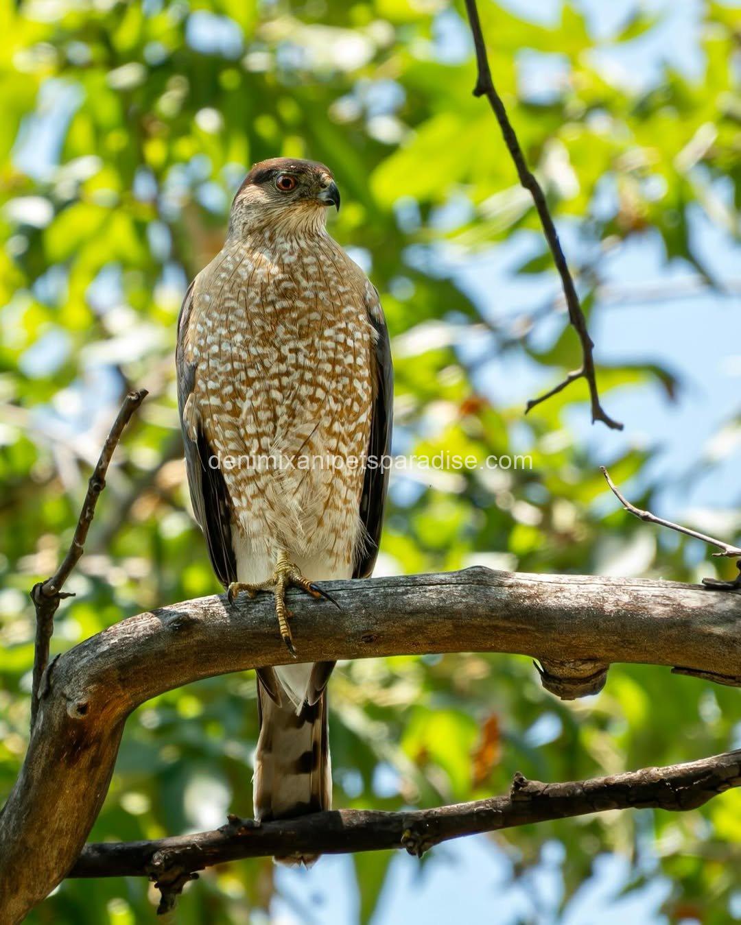 Beautiful Cooper Hawk Available 5 Beautiful Cooper Hawk Available - Image 5