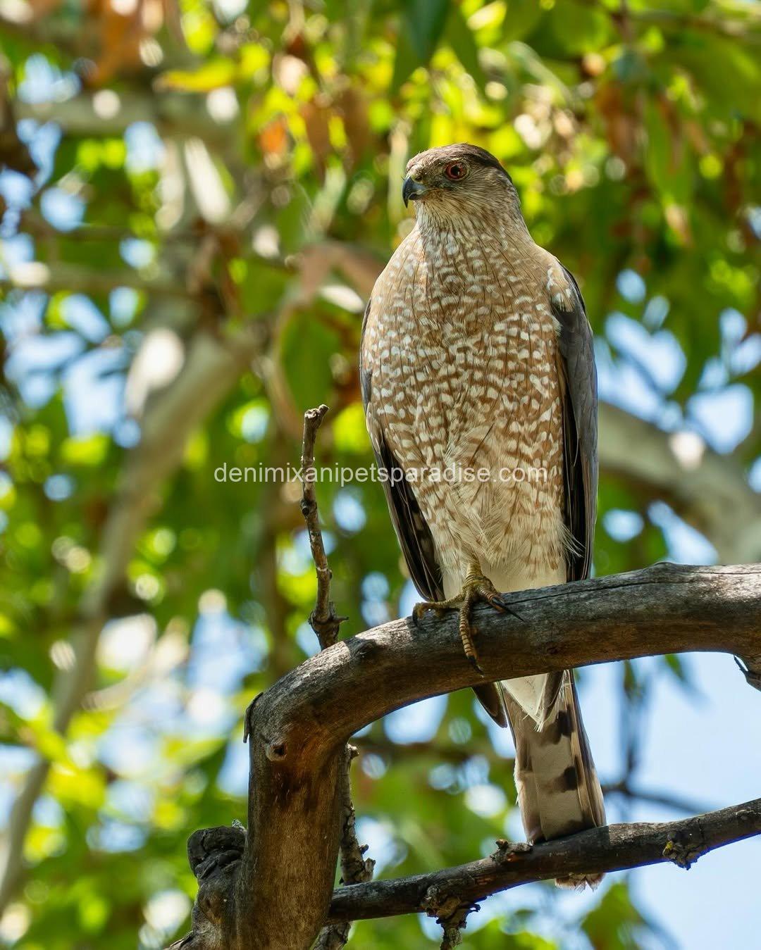 Available Cooper Hawk 5 Available Cooper Hawk - Image 5