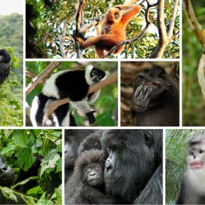 Pet Monkeys
