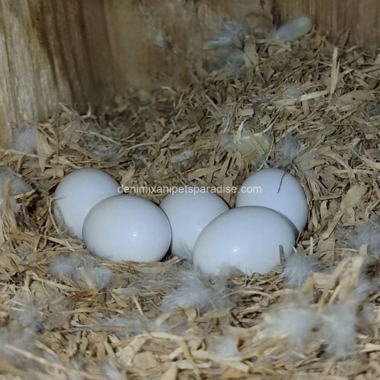 Fertile parrots eggs