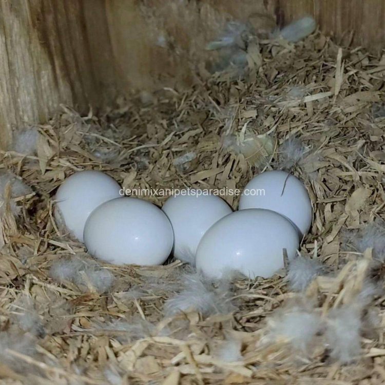 Denimix Anipets Paradise 54 Fertile parrots eggs
