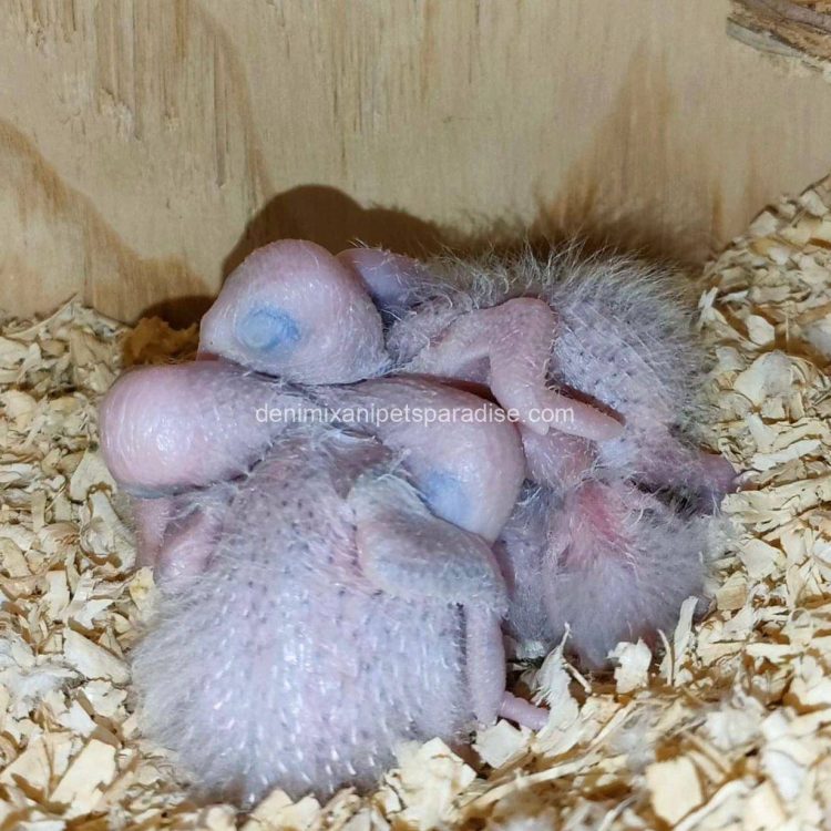 Denimix Anipets Paradise 79 Fertile parrots eggs1
