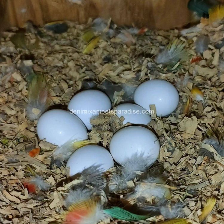 Fertile parrots eggs11