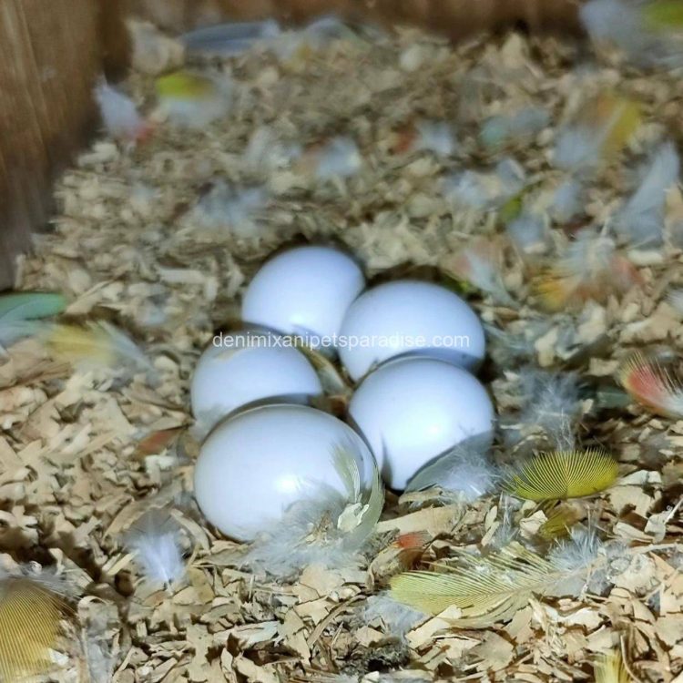 Fertile parrots eggs12