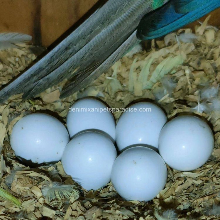 Fertile parrots eggs2