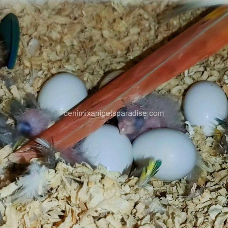 Fertile parrots eggs3