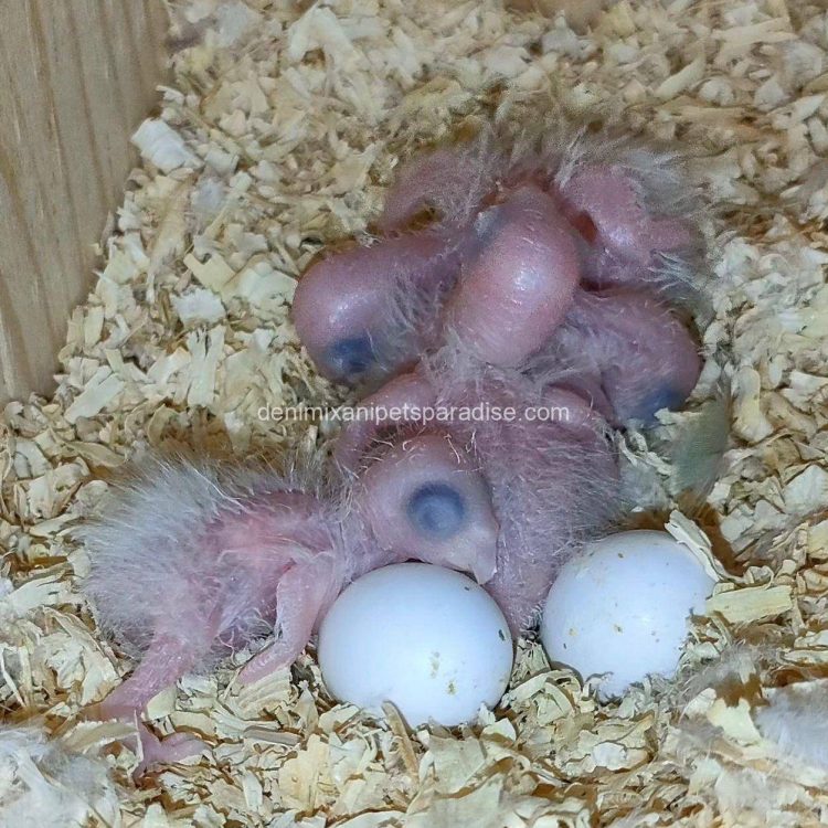 Fertile parrots eggs4