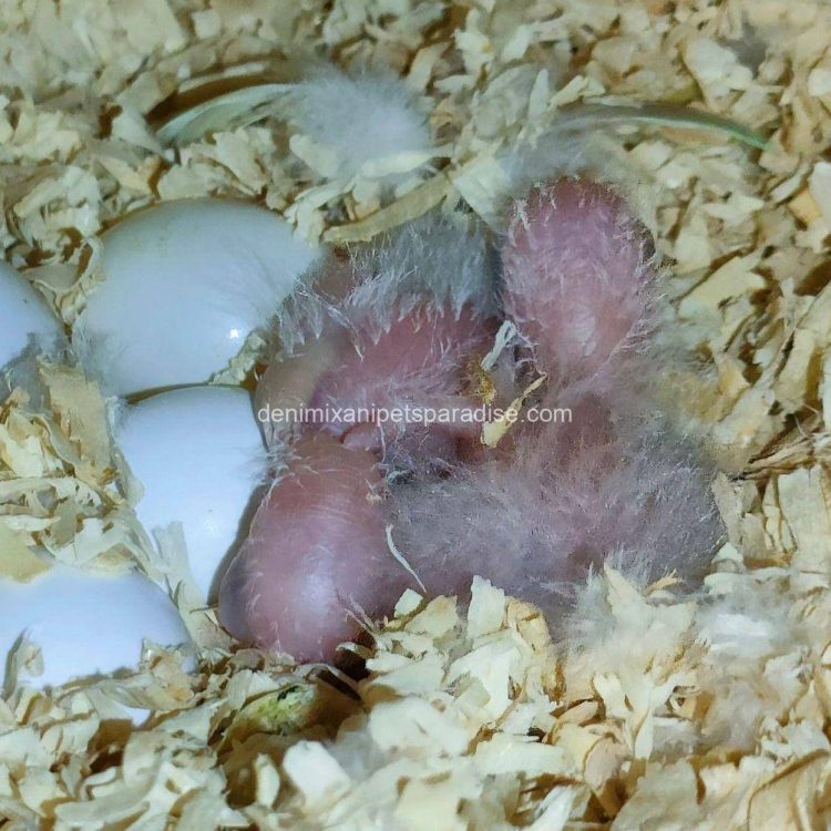 Fertile parrots eggs5