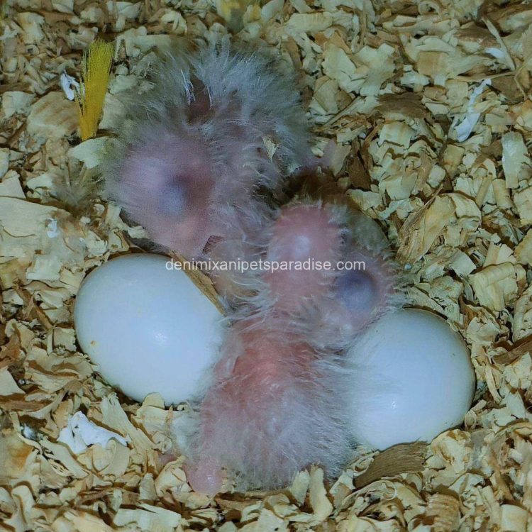 Fertile parrots eggs6