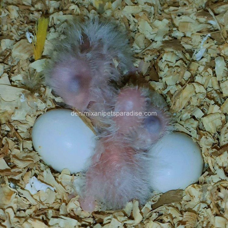 Denimix Anipets Paradise 61 Fertile parrots eggs6