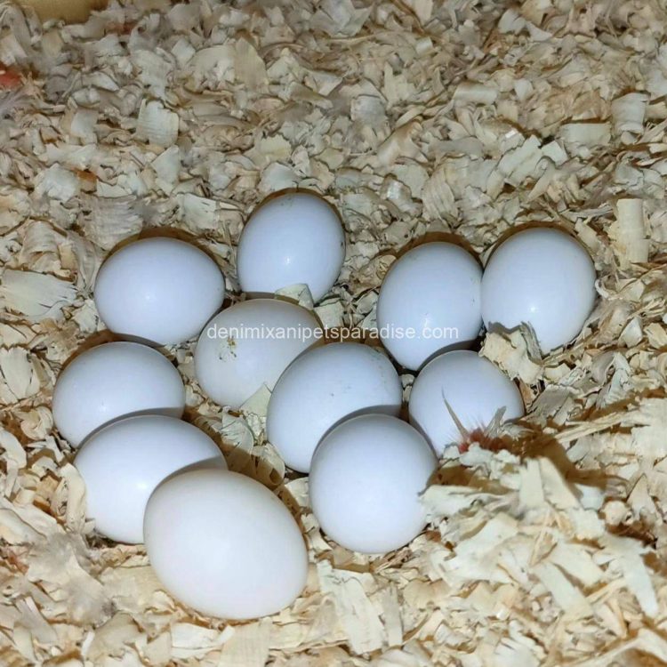 Fertile parrots eggs8