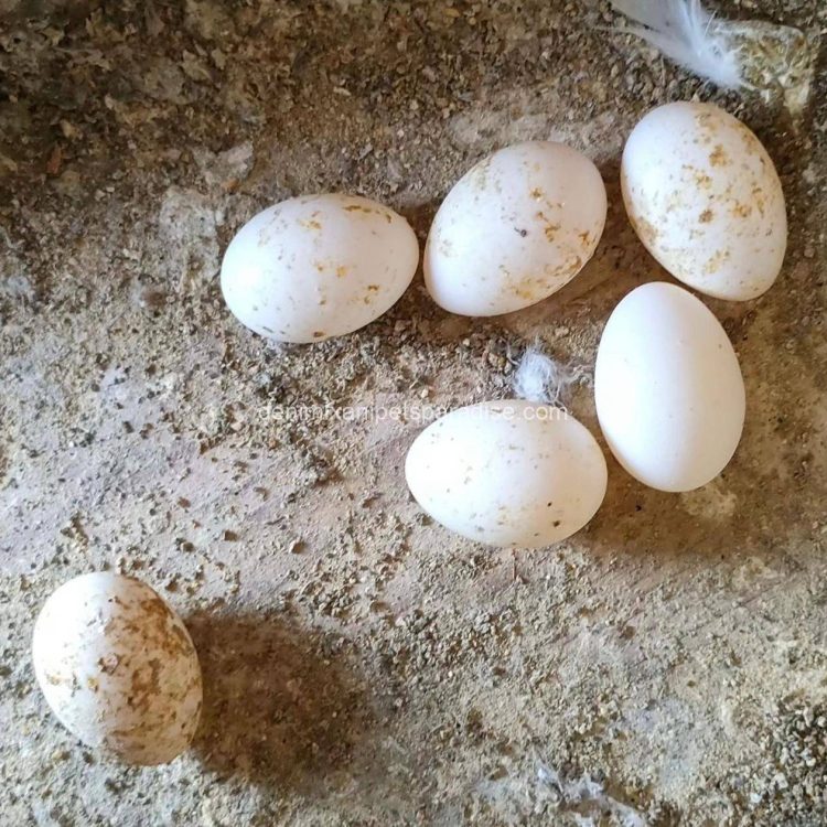 Fertile parrots eggs9