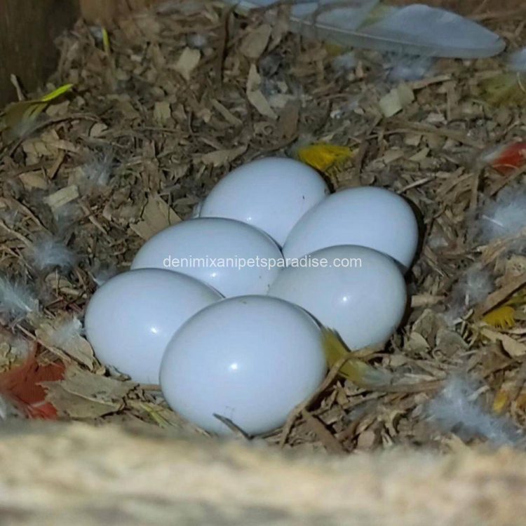 Denimix Anipets Paradise 36 fertile parrot eggs13