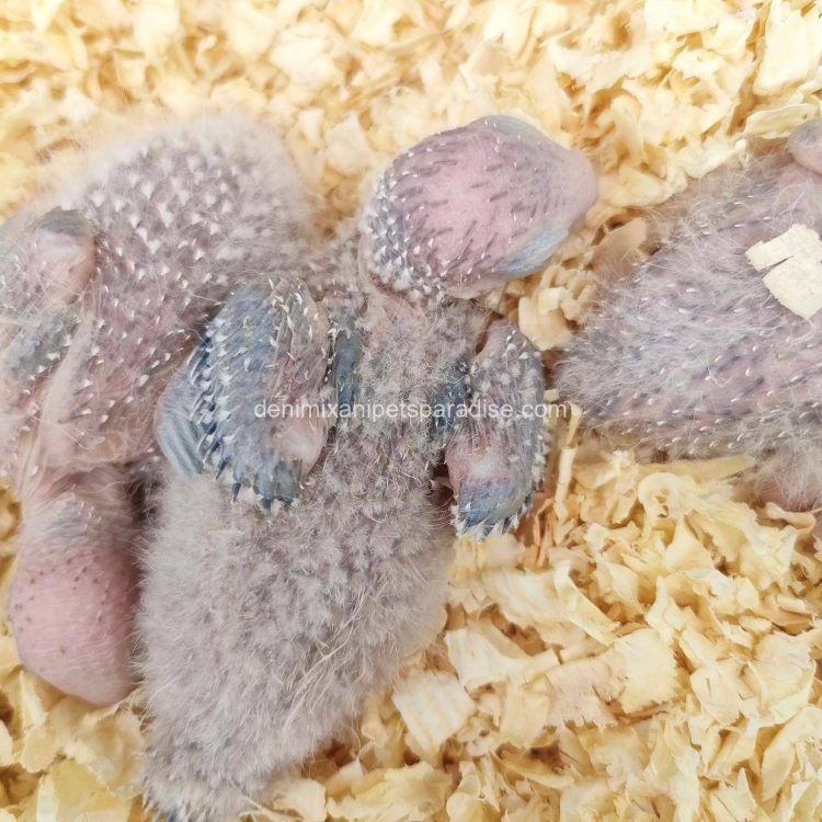 Denimix Anipets Paradise 97 fertile parrot eggs14