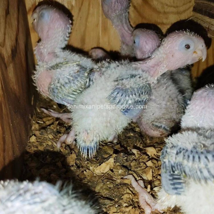 Denimix Anipets Paradise 96 fertile parrot eggs15