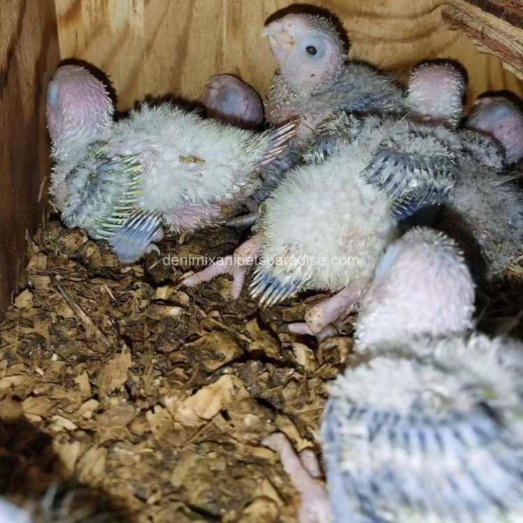 Denimix Anipets Paradise 93 fertile parrot eggs16