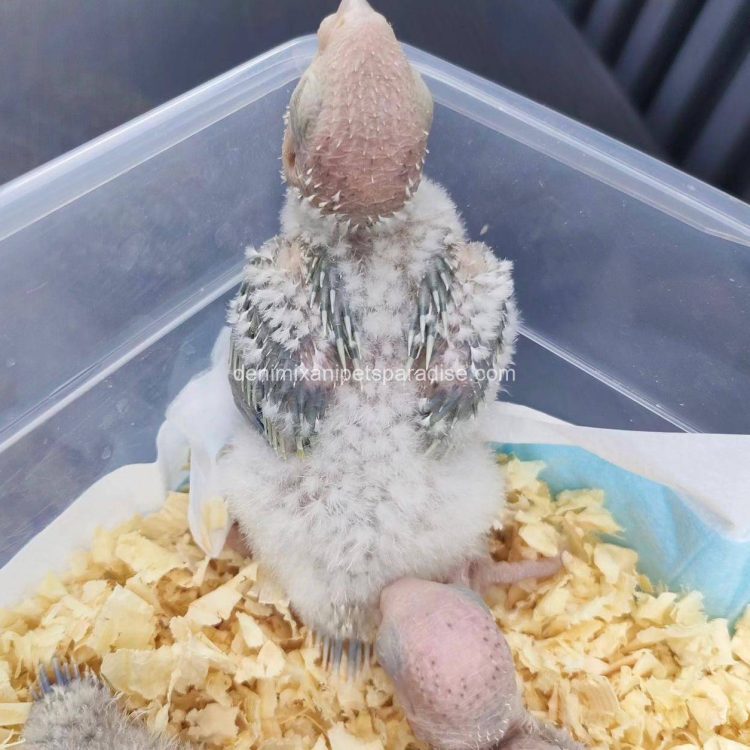 Denimix Anipets Paradise 87 fertile parrot eggs17