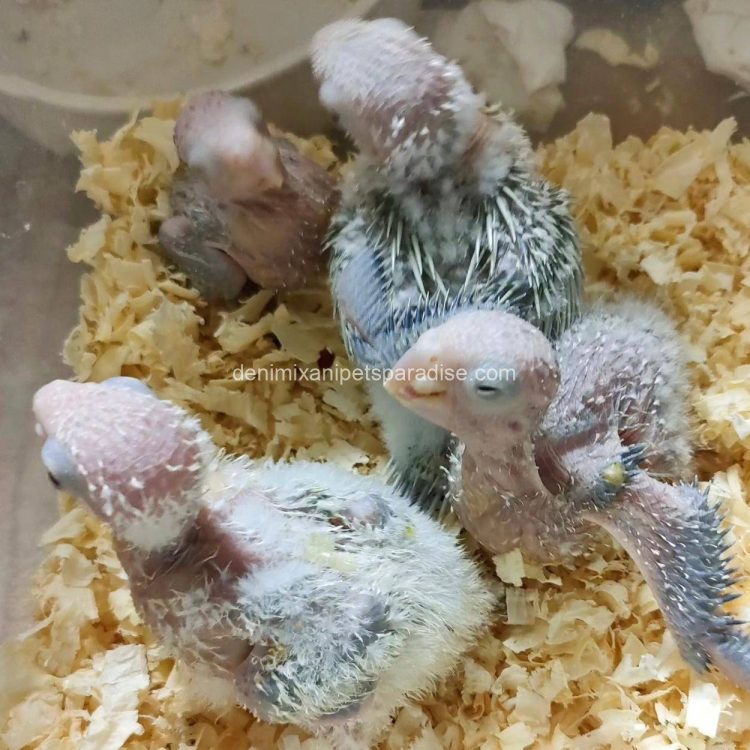 Denimix Anipets Paradise 89 fertile parrot eggs18