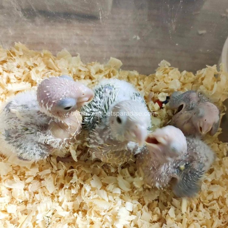 fertile parrot eggs19