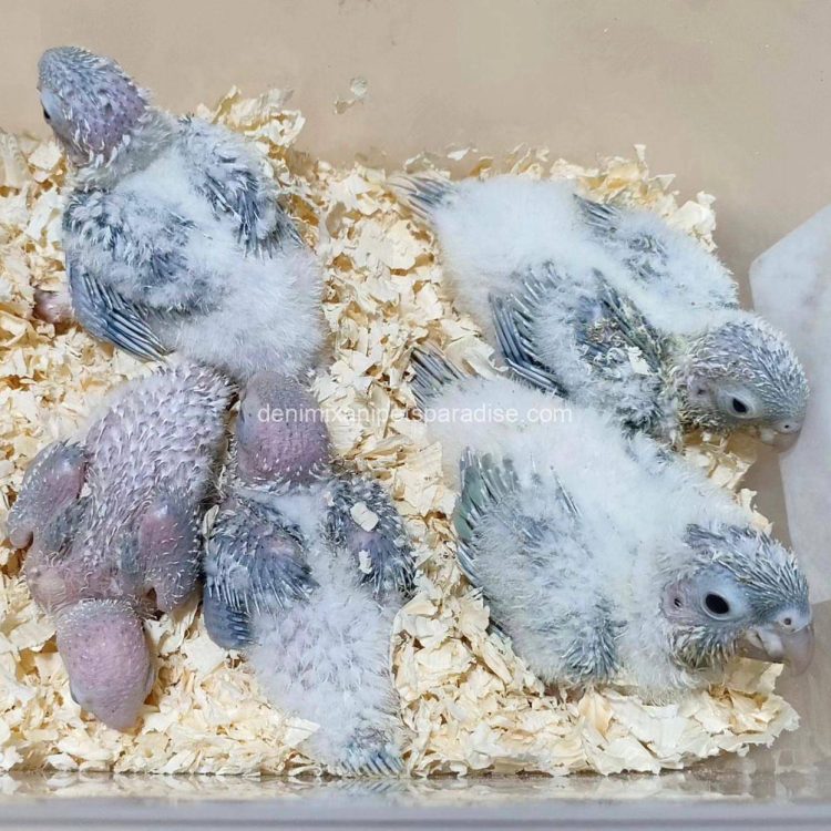 Denimix Anipets Paradise 92 fertile parrot eggs21