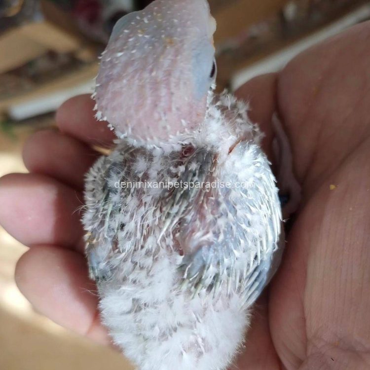 Denimix Anipets Paradise 86 fertile parrot eggs23