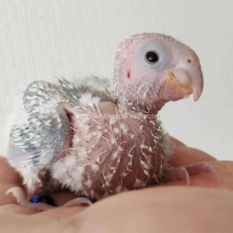 Denimix Anipets Paradise 85 fertile parrot eggs24
