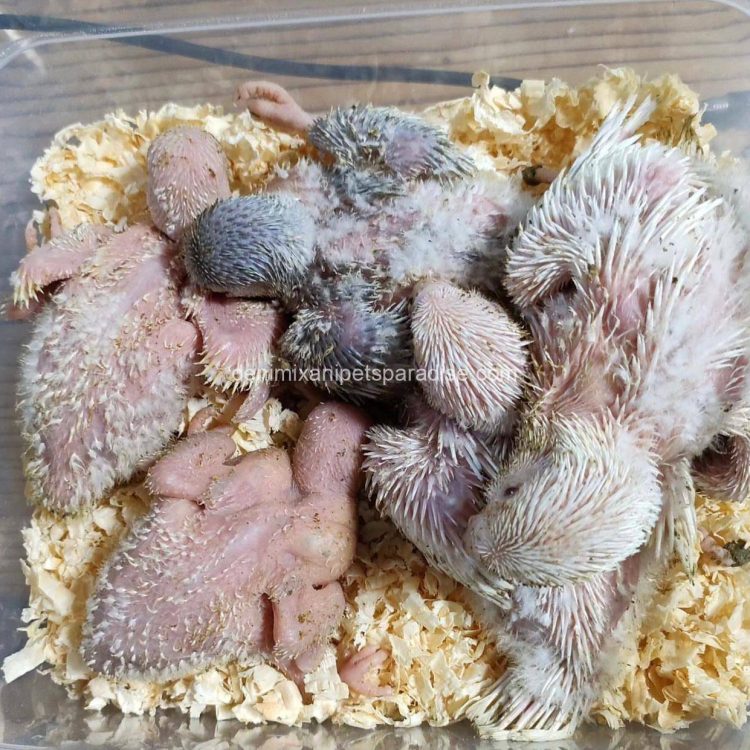 Denimix Anipets Paradise 81 fertile parrot eggs28