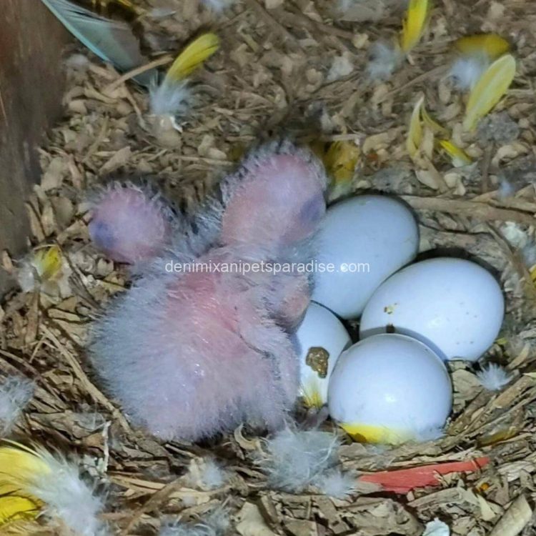 Denimix Anipets Paradise 37 fertile parrot eggs29