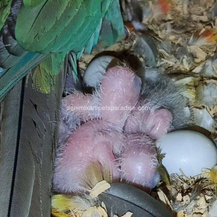 Denimix Anipets Paradise 38 fertile parrot eggs30