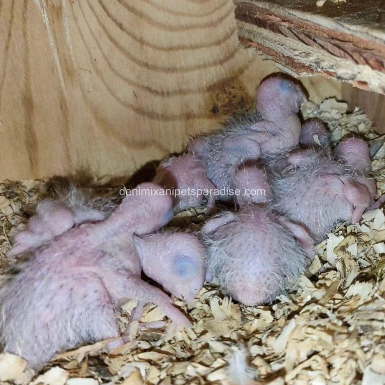Denimix Anipets Paradise 80 fertile parrot eggs31