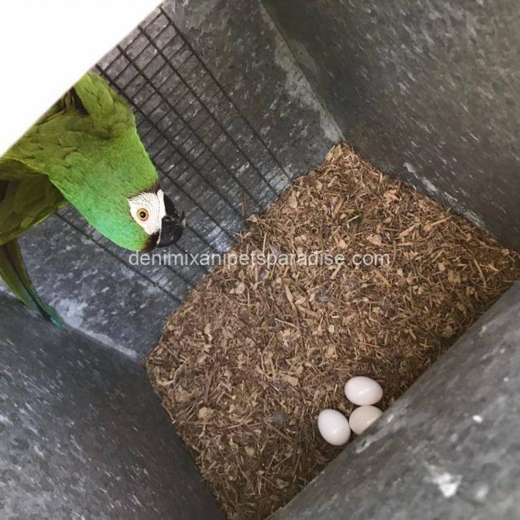 Denimix Anipets Paradise 39 fertile parrot eggs32