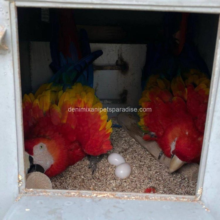 Denimix Anipets Paradise 32 MACAW EGGS FOR SALE