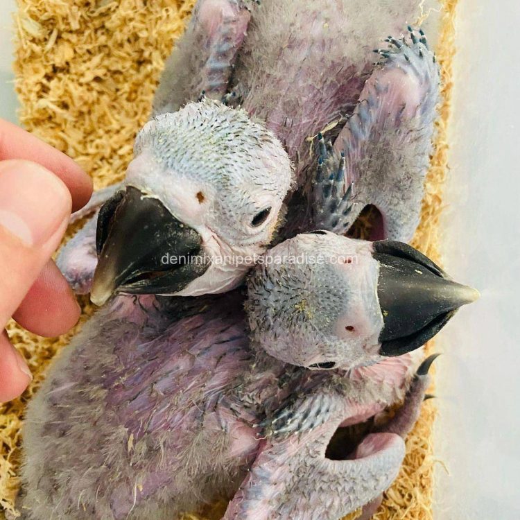 Denimix Anipets Paradise 78 fertile parrot eggs34