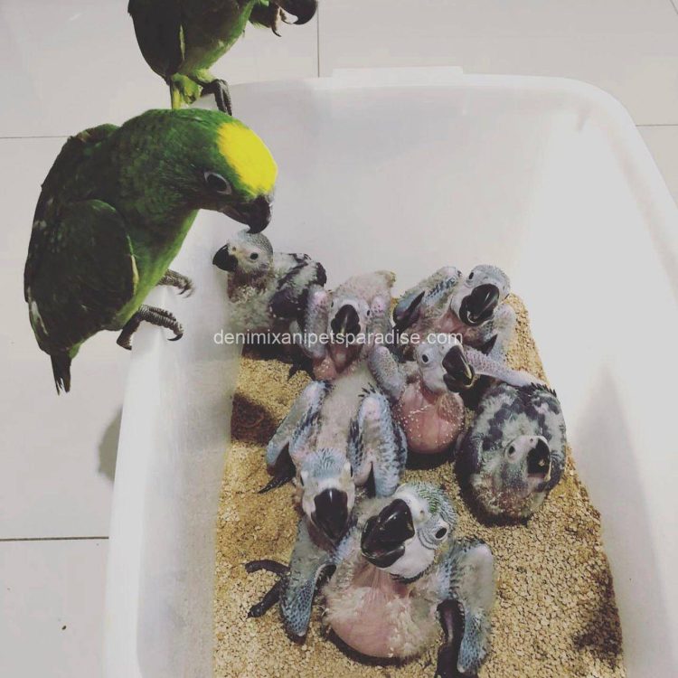 Denimix Anipets Paradise 76 fertile parrot eggs35