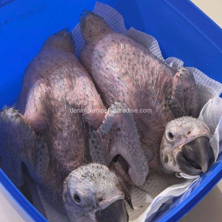 Denimix Anipets Paradise 69 fertile parrot eggs36